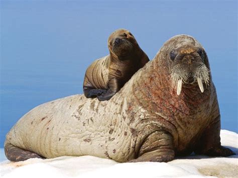 Life of Walrus - Life of Sea