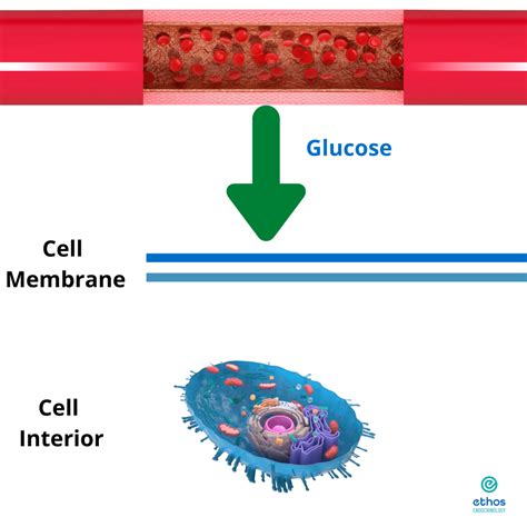 How To Reverse Prediabetes Ethos Endocrinology Houston Tx