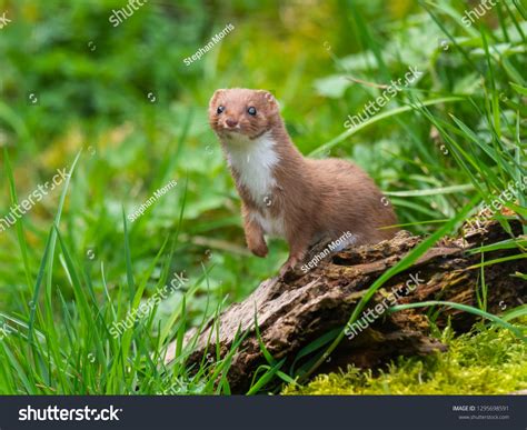 Weasels Over 13004 Royalty Free Licensable Stock Photos Shutterstock