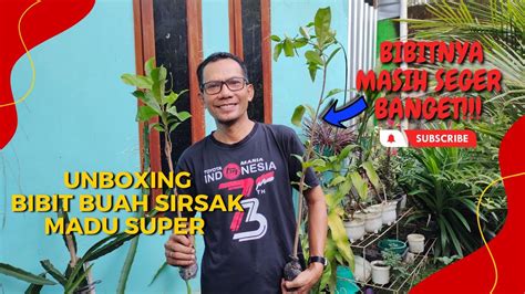 Unboxing Bibit Buah Sirsak Madu Super Beli Satu Ternyata Dikasih Dua