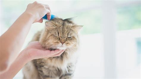 9 Tips Merawat Bulu Kucing Agar Sehat Dan Tidak Mudah Rontok Ragam