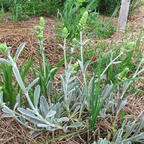 Griechischer Bergtee Sideritis Syriaca Bio Saatgut