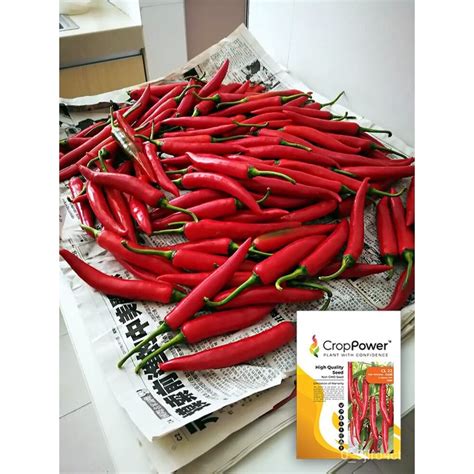 จดประเทศไทย Chili seeds Benih Cili รนแรกของการผสมพนธเมลดพรกไทย