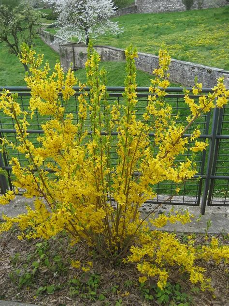 Forsythia Are One Of The First Noticeable Plants This Time Of Year