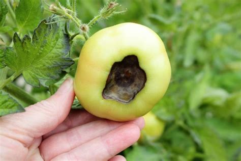 Bl Tenendf Ule Bei Tomaten Bek Mpfen Vorbeugen Plantura Tomato