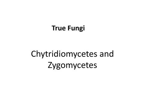 Chytridiomycetes And Zygomycetes True Fungi Chytridiomycetes And