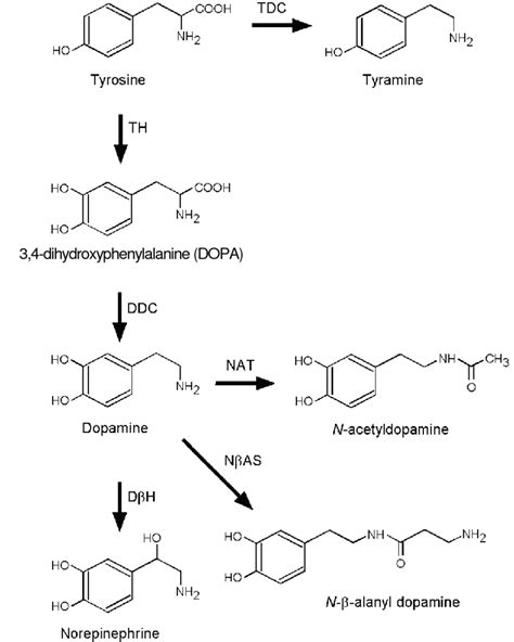 Dopamine Metabolism Pathway