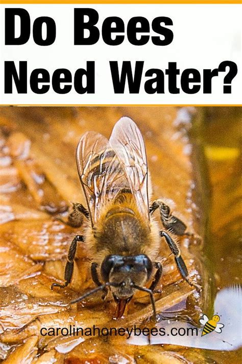 How To Provide Drinking Water For Bees Carolina Honeybees Bee Bee