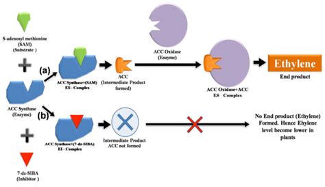 Schematic Representation Of Ethylene Biosynthesis Pathway In Plant As