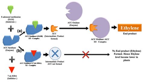 Schematic Representation Of Ethylene Biosynthesis Pathway In Plant As Download Scientific