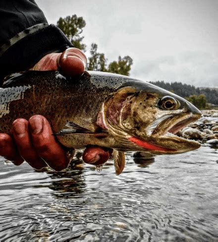 Colorado's Enchanting Snake River Cutthroat Trout