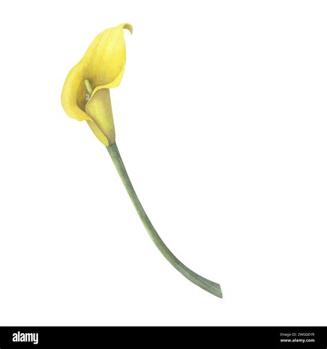 Calla Lilies Yellow Flowers Branch Bouquet Isolated On White Background