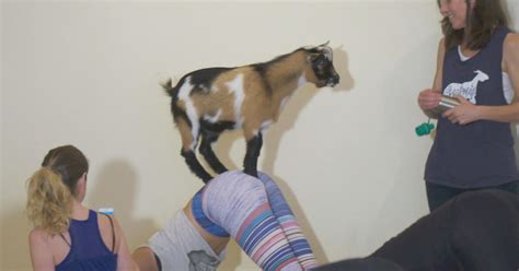 Welcome to Goat Yoga - CBS News