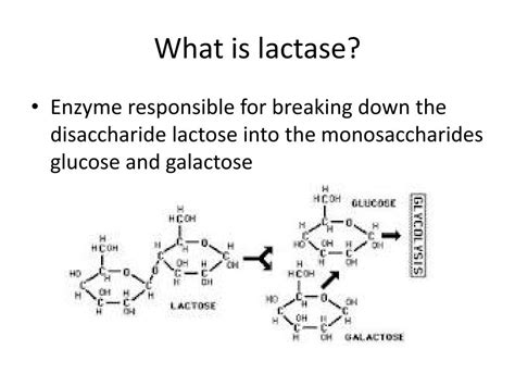 What Is Lactase Substrate