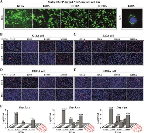 Trans Complementation Analysis Using Cells Electroporated With Class