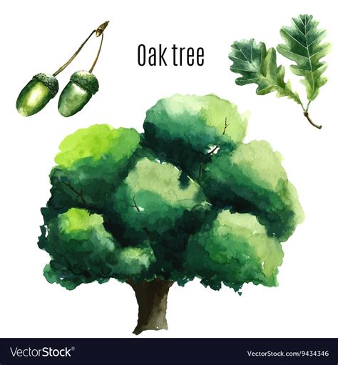 Oak tree watercolor vector by Vikeriya - Image #9434346 - VectorStock