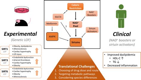 Frontiers Modulating Sirtuin Biology And Nicotinamide Adenine