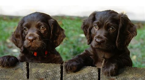 American Water Spaniel Puppies - Doglers