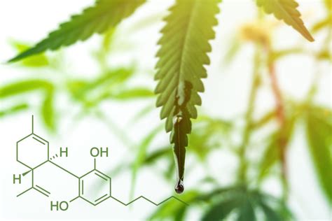 Cbd Cannabidiol Everything You Must Know About It