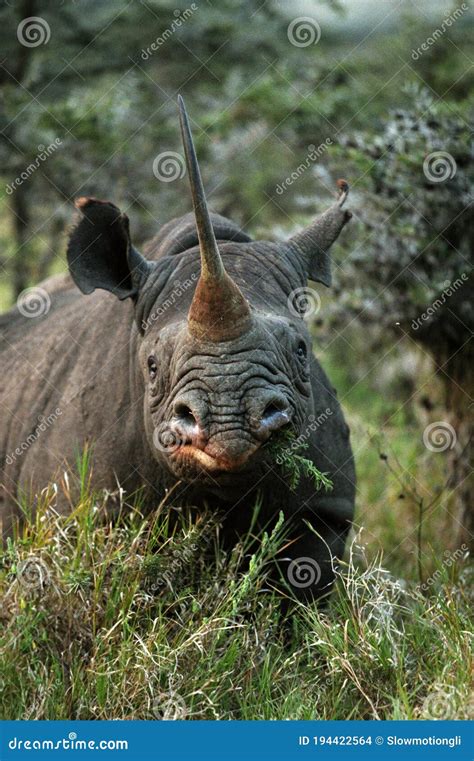 Rinocerontes Negros Diceros Bicornis Adulto Comiendo En Bush Kenya Foto