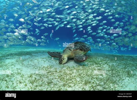 Sea turtle in fish swarm Stock Photo - Alamy