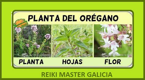 Reiki Master Galicia Comunidad OrÉgano