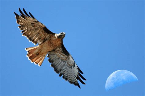 Red-Tailed Hawk - DesertUSA