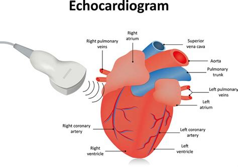 Echocardiogram Ultrasound Kymera Independent Physicians