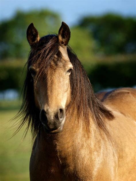 Connemara Pony Information and Pictures - PetGuide | PetGuide