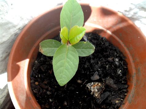 Foto De Yuyo Colorado Amaranthus Retroflexus