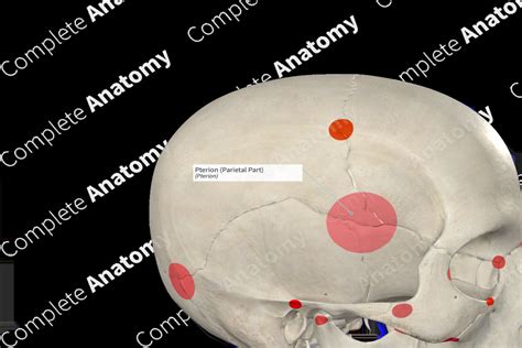 Pterion (Parietal Part) | Complete Anatomy