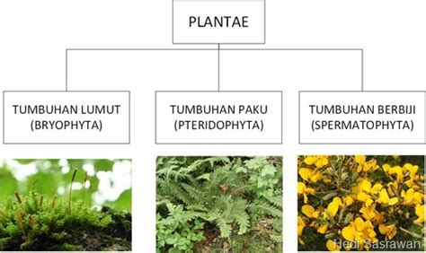 Kingdom Plantae Pengertian Ciri Klasifikasi Dan Jenis Beserta Contohnya