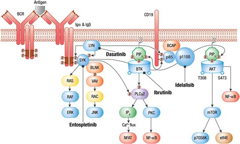 BCR Signaling Adapted From Puri K Di Paolo J And Gold M 2013