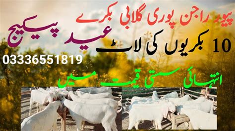 Bakra Mandi Pakistan Official Pure Rajanpuri Gulabi Bakra Betal Bakra