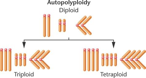 autopolyploidy.html 08_09-autopolyploidy.jpg