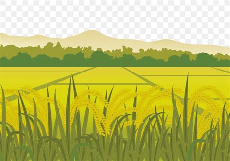 Rice Euclidean Vector Paddy Field Harvest Png X Px Rice