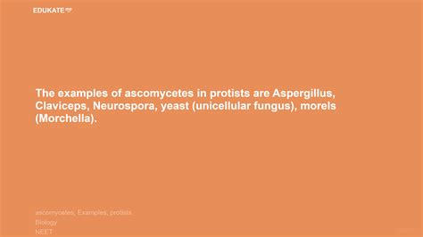 The examples of ascomycetes in protists are Aspergillus, Claviceps, Neurospora, yeast ...