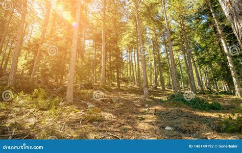 Bosque Hermoso En Primavera Con El Sol Brillante Que Brilla A Trav S De