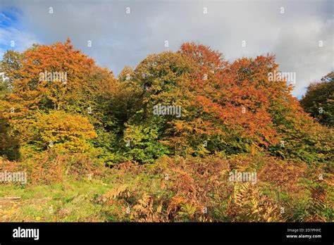 Autumn colours in the Forest of Dean UK Stock Photo - Alamy