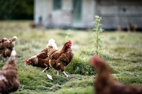 Risque élevé de grippe aviaire dans l Orne ce que vous devez faire