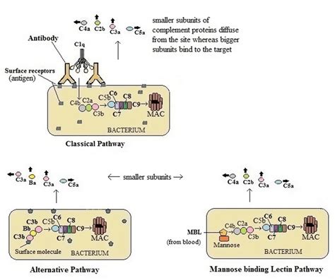 Complement Pathways Types Functions And Regulation Learn