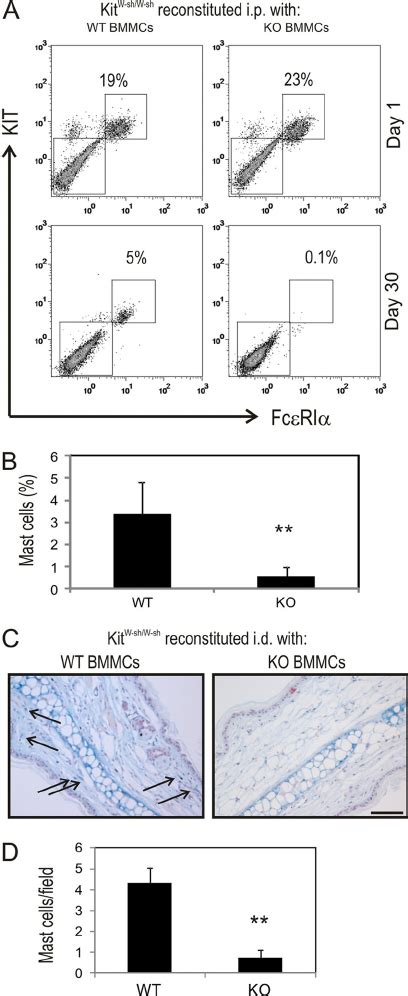 Shp Deficient Mast Cells Fail To Repopulate Mast Cell Deficient Mice