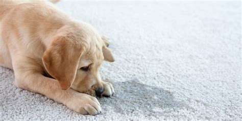 How To Deal With Pet Stains And Odours On Your Rugs