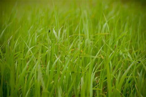 Free Photo Green Grass Field Bright Flora Fresh Free Download