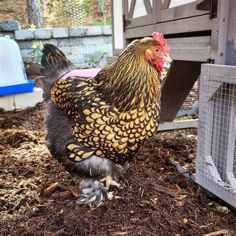 Cochin Chicken: Eggs, Height, Size and Raising Tips