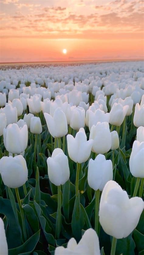 Parisianamour On Instagram Blooming Tulips Nick Skeyes Beautiful