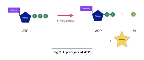 Hydrolysis Of Atp Mechanism