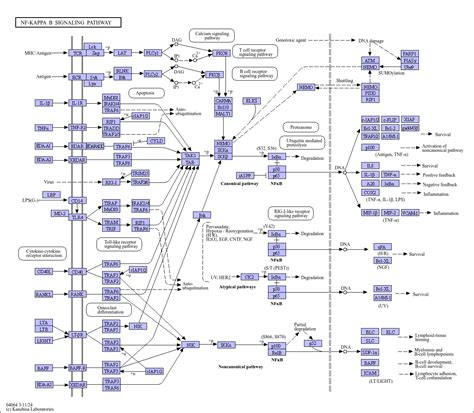 Kegg Pathway Nf Kappa B Signaling Pathway