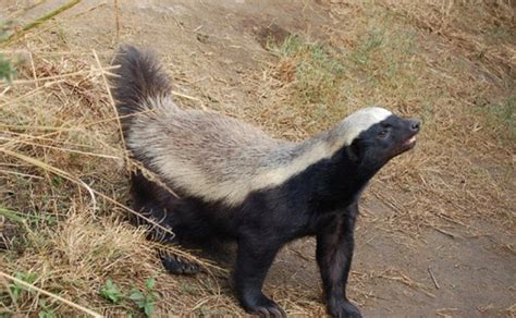 Honey Badgers 10 Interesting Facts Needles Lodge