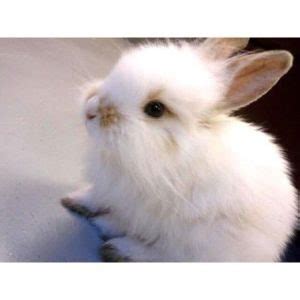 Brambley Hedge Rabbit Rescue Trending Breeds